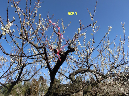 CIMG3260.jpg